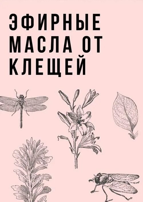 Гвоздика от клещей. Эфирные масла от клещей. Средство от клещей на эфирных маслах. Масла от клещей для человека. Эвкалипт от клещей.