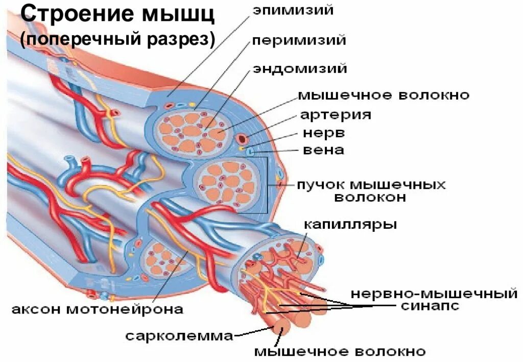 Соединительная ткань фасции