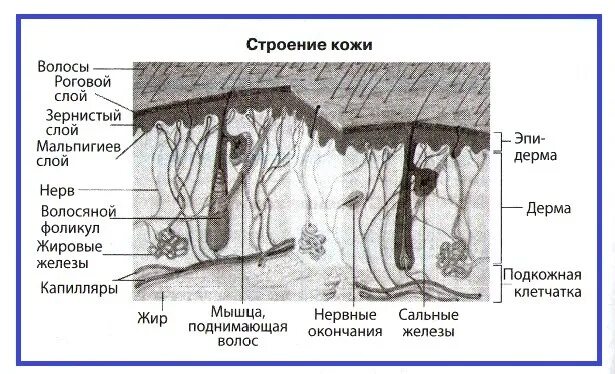 Схема строения кожного Покрова. Покровы тела человека 8 класс биология. Рис 59 строение кожи. Кожный Покров биология. Контрольная по биологии покровы тела