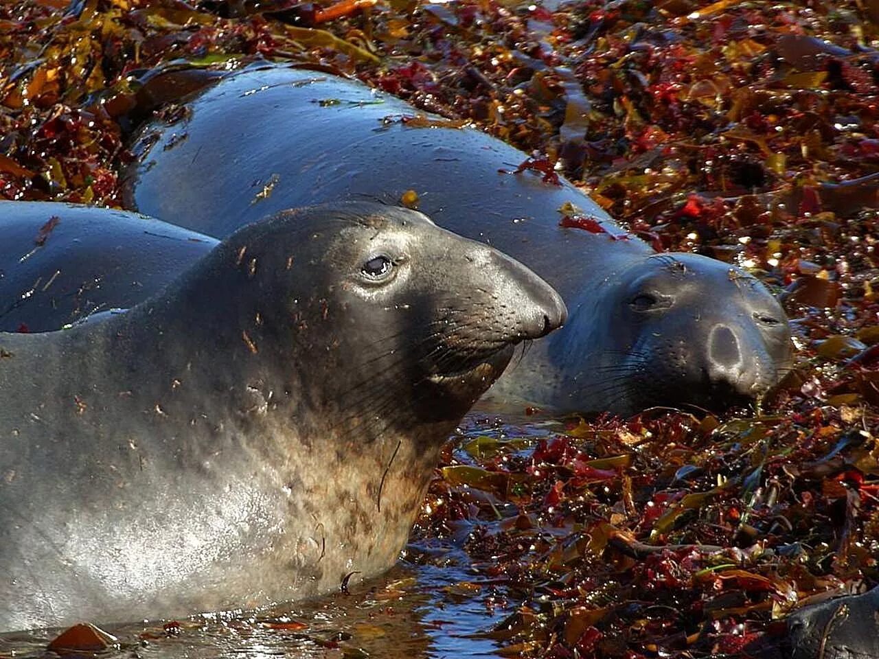 Северный морской слон (Mirounga angustirostris). Тюлень морской слон. Ластоногие морской слон. Тюлень Южный морской слон. Elephant seal