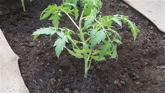 Посадка помидор в теплице видео. Что положить в лунку при посадке томатов. Посадка китайской капусты в теплице с помидорами. Как растут помидоры когда только посадили.