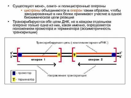 Полицистронная рнк