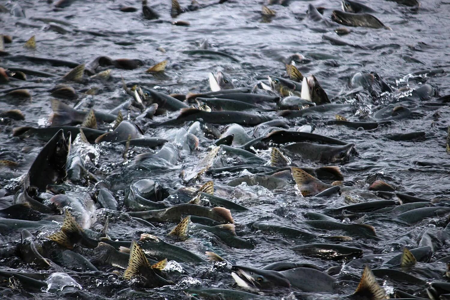 Рыбы кишат. Кишит. Рыбы кишат в воде. Лосось охотского моря. Рыба кишит.
