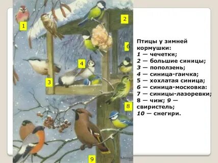 На сонной березе щебечут синицы разбор