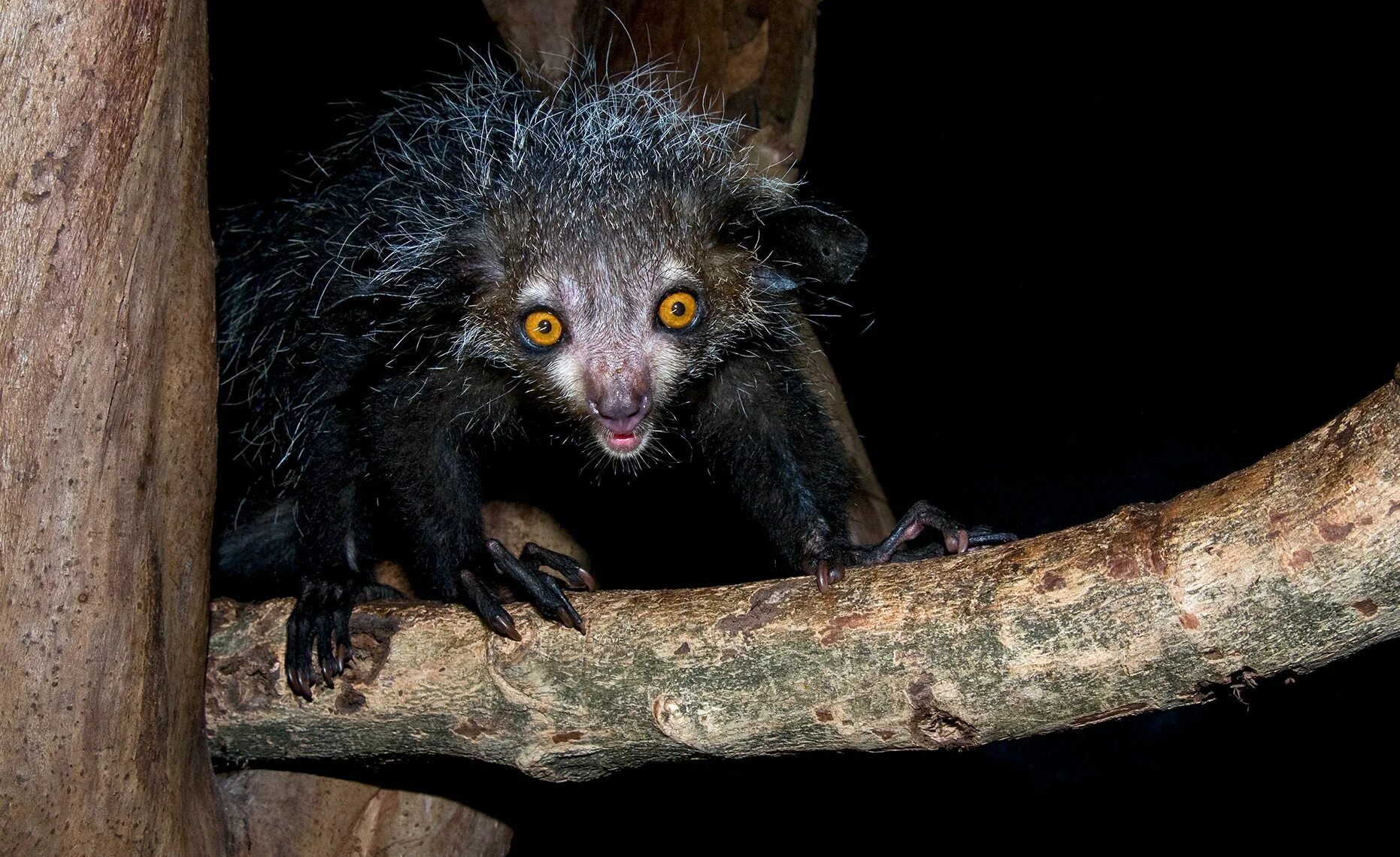 мадагаскарская двуножка. мадагаскарская руконожка. мадагаскарская руконожка полуобезьяна. мадагаскарская руконожка полуобезьяна. мадагаскарская руконожка.