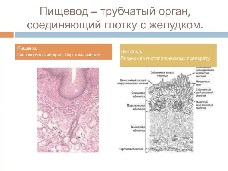 Пищевод гистология препарат. Срез пищевода гистология препарат. Пищевод Гиста препарат. Поперечный разрез пищевода собаки. Пищевод выстлан