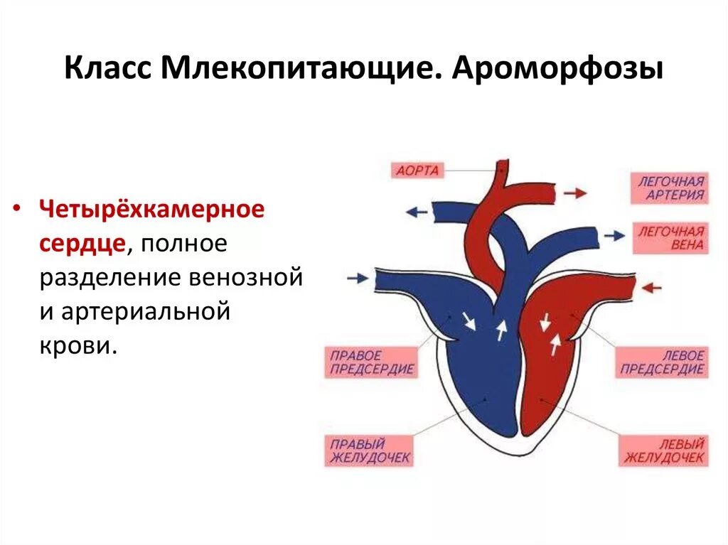 Полное Разделение артериальной и венозной крови. Строение сердца млекопитающих. Полное Разделение артериального и венозного кровотока. Четыврех камерное сердце у птиц. Сердце птиц состоит из камер