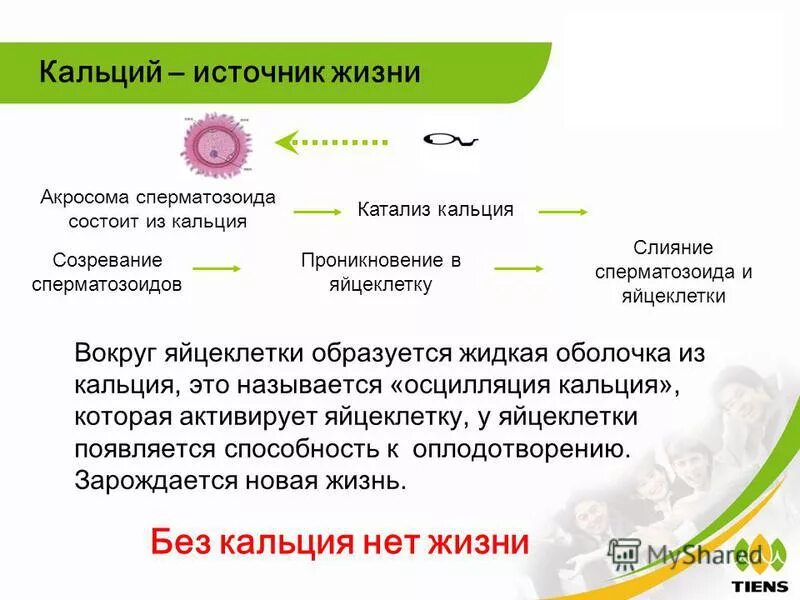 Идеальный перепелиный кальций" - защитник здоровья и красоты