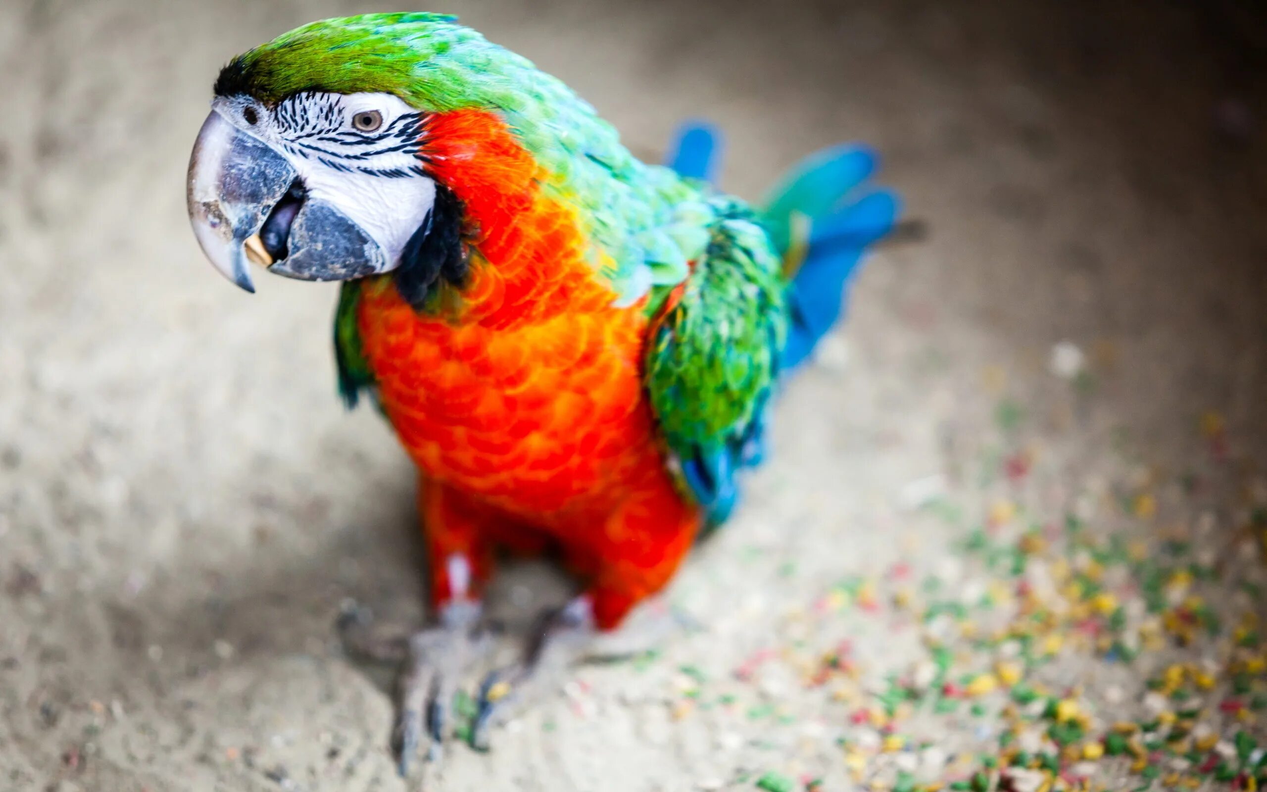 Большой цветной попугай. Попугаи неразлучники Какаду. Каталина ара попугай. "Вязаный попугай сине-жёлтый ара". Попугай жако.