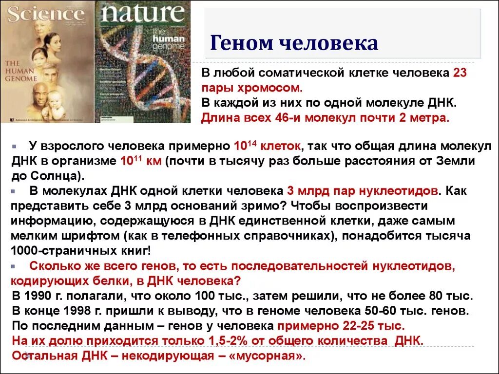 При расшифровке генома гиббона. Сколько генов у человека. Количество ДНК У человека. Сколько генов у человека в ДНК.