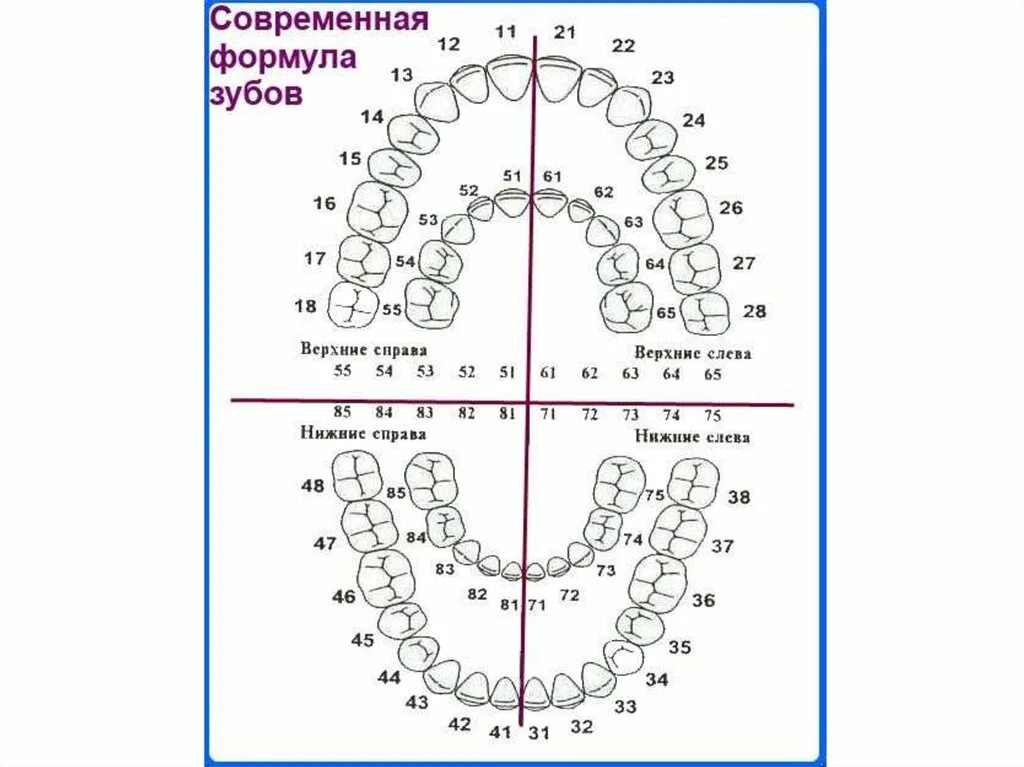 3 5 8 зуб. Зубная формула молочных и постоянных зубов. Зубная формула молочного и постоянного прикуса. Зубная формула молочного прикуса. Зубная формула молочных зубов схема.