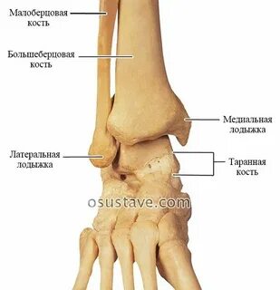 Лодыжка на ноге у человека это где