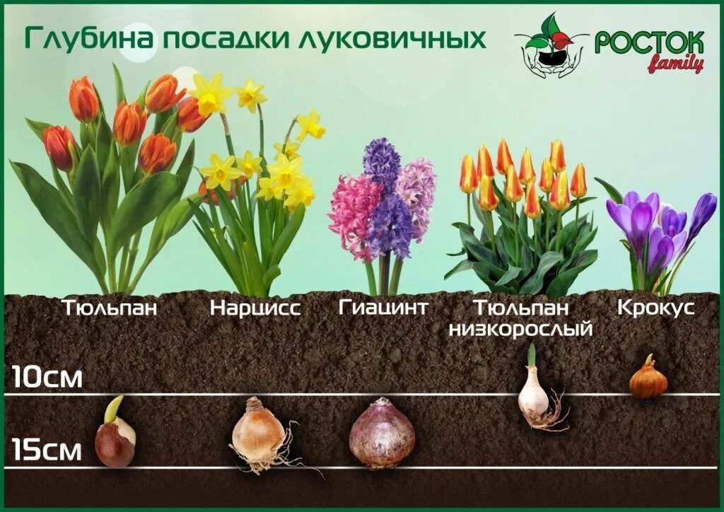 Подкормить тюльпаны после цветения в открытом грунте. Тюльпаны гиацинты нарциссы крокусы. глубина посадки луковичных цветов. тюльпаны крокусы гиацинты. гиацинт крокус ,рябчик.