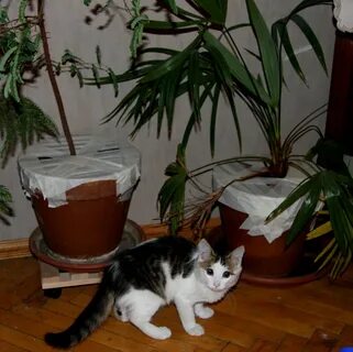 Как отучить кота копать