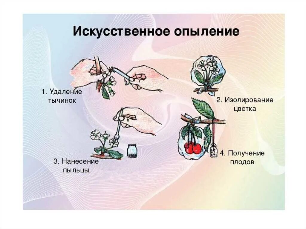 Вишня способ опыления. Искусственное опыление. искусственное опыление растений. искусственный вид опыления.