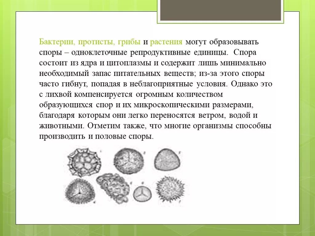 Чем отличаются бактерии от грибов и растений. В отличие от споры бактерии споры грибов. Отличие спор бактерий от спор грибов. Споры бактерий и грибов. Споры бактерий состоят из.