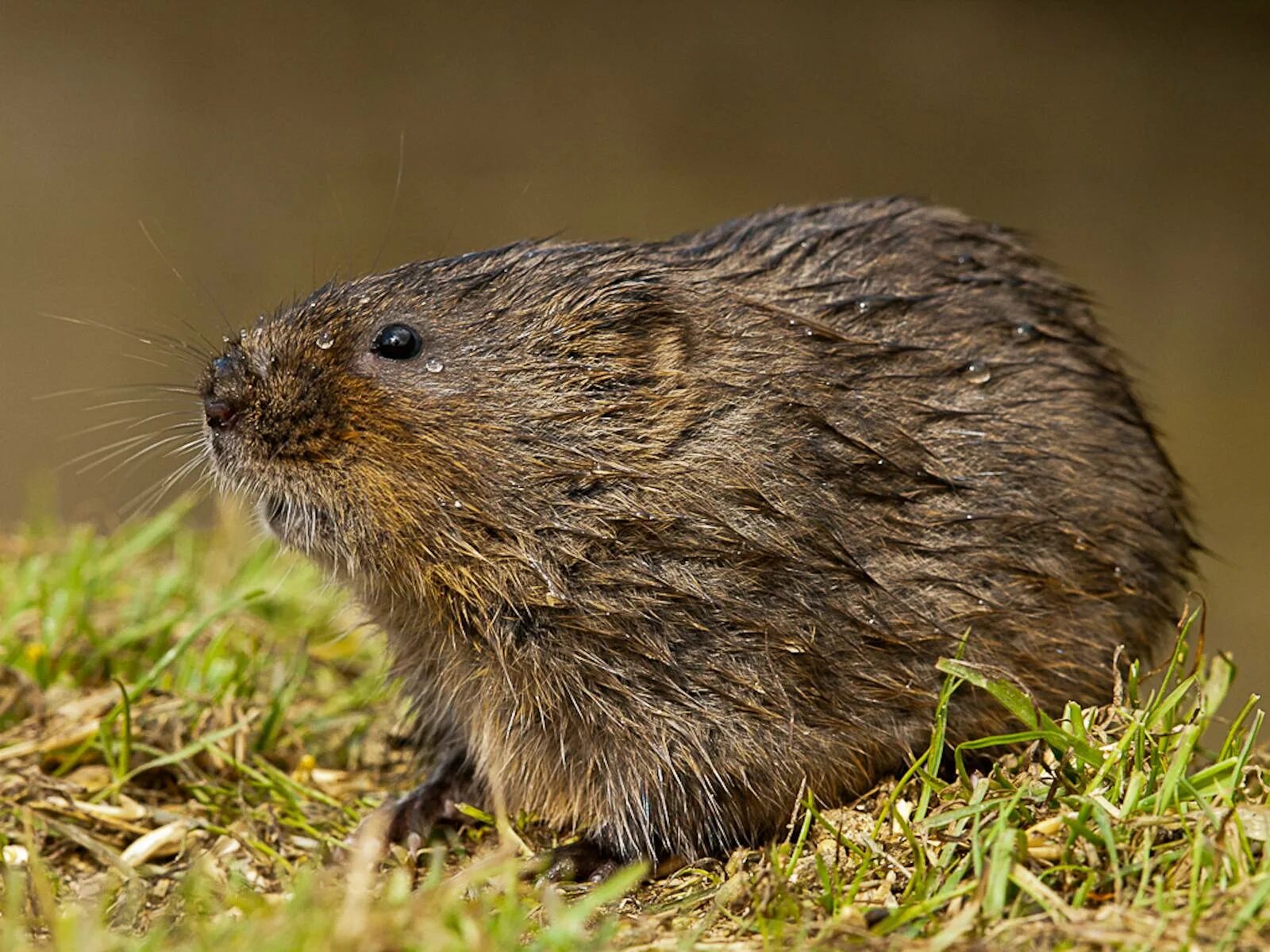 водяная полевка arvicola terrestris. северная пищуха (сеноставка). лесная мышь (apodemus sylvaticus). соня полчок животное. желтогорлая полевка.