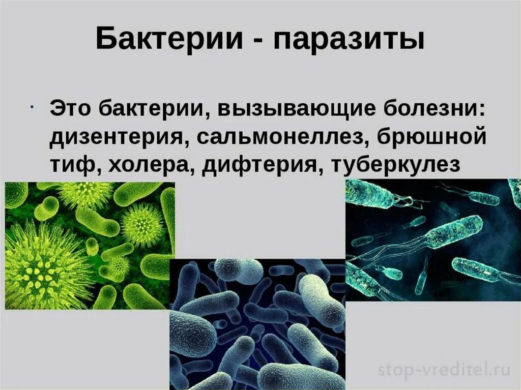 Патогенные болезни какие. Бактерии патогенные 5 класс биология. Бактерии паразиты примеры. Паразитические болезнетворные бактерии. Микроорганизмы паразиты.