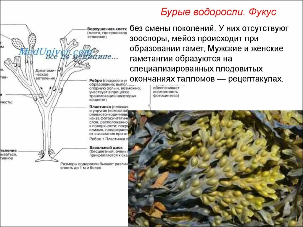 Фукус таллом. Фукус водоросль строение. Бурые водоросли фукус. Фукус пузырчатый строение. Фукус группа