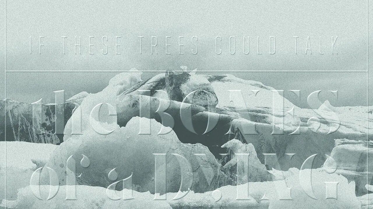 If trees could talk. The bones of a dying world. if these trees could talk - the bones of a dying world. 1992 a dying world. if these trees could talk.