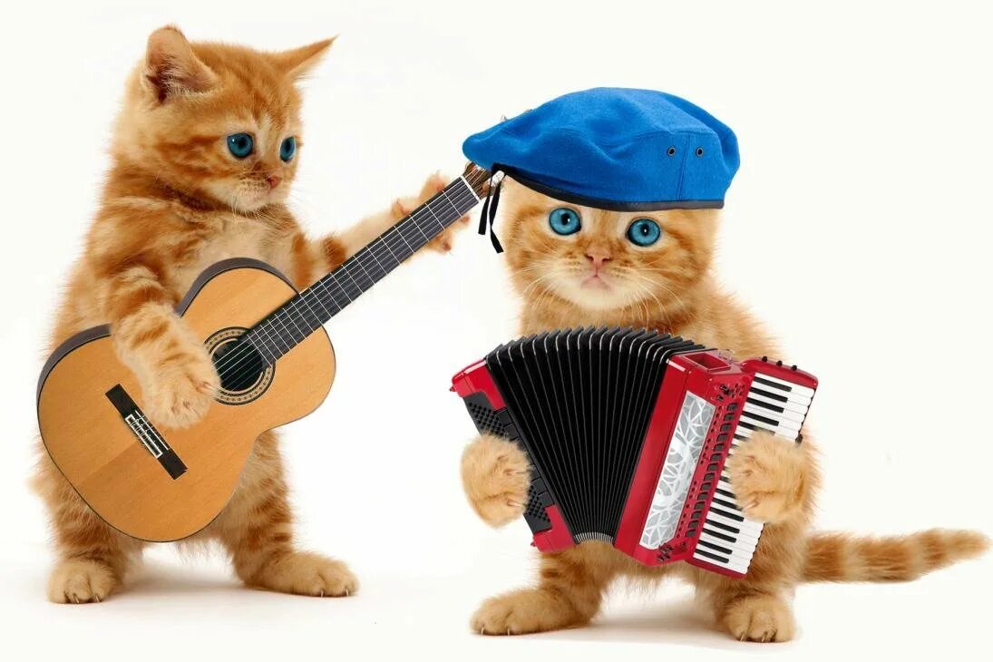 Весело поешь. Кот с гитарой. Котята поют. Котик поет. Коты музыканты.