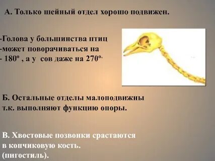Кожа большинства птиц