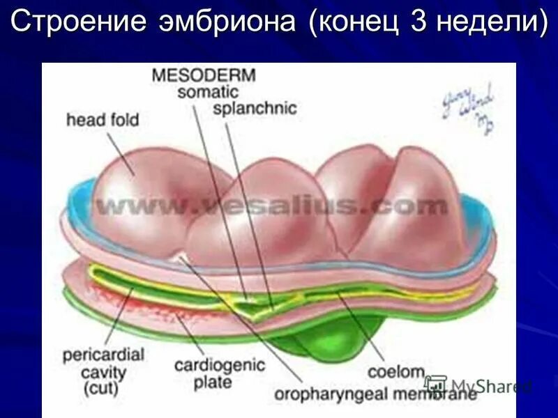 Строение зародыша эмбриона человек. Схема развития зародыша. Развитие зародышевых оболочек млекопитающих. Стадии эмбрионального развития схема. 4 структуры эмбриона.
