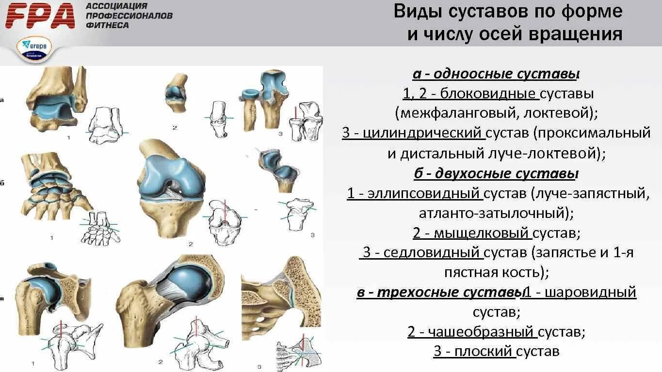 Функции строение и виды суставов. Суставы одноосные двухосные трехосные. классификация суставов по форме суставных поверхностей. суставы, по числу суставных поверхностей различают. классификация суставов одноосные двухосные.