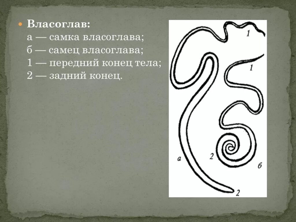 Власоглав самка строение. Власоглав самец и самка препарат. Власоглав человеческий строение. Самка власоглава рисунок.