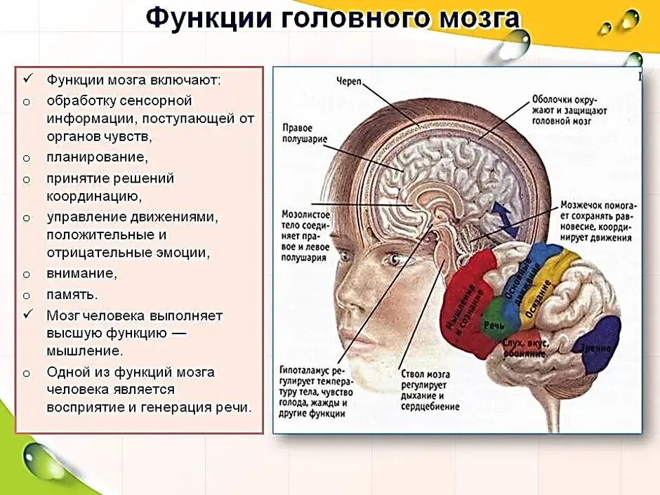 Отделы головного мозга и их функции. Головной мозг человека строение и функции анатомия. Головной мозг человека строение функции и функции. Строение и функции отделов головного мозга человека. . Строение головного мозга. Функции его основных отделов..