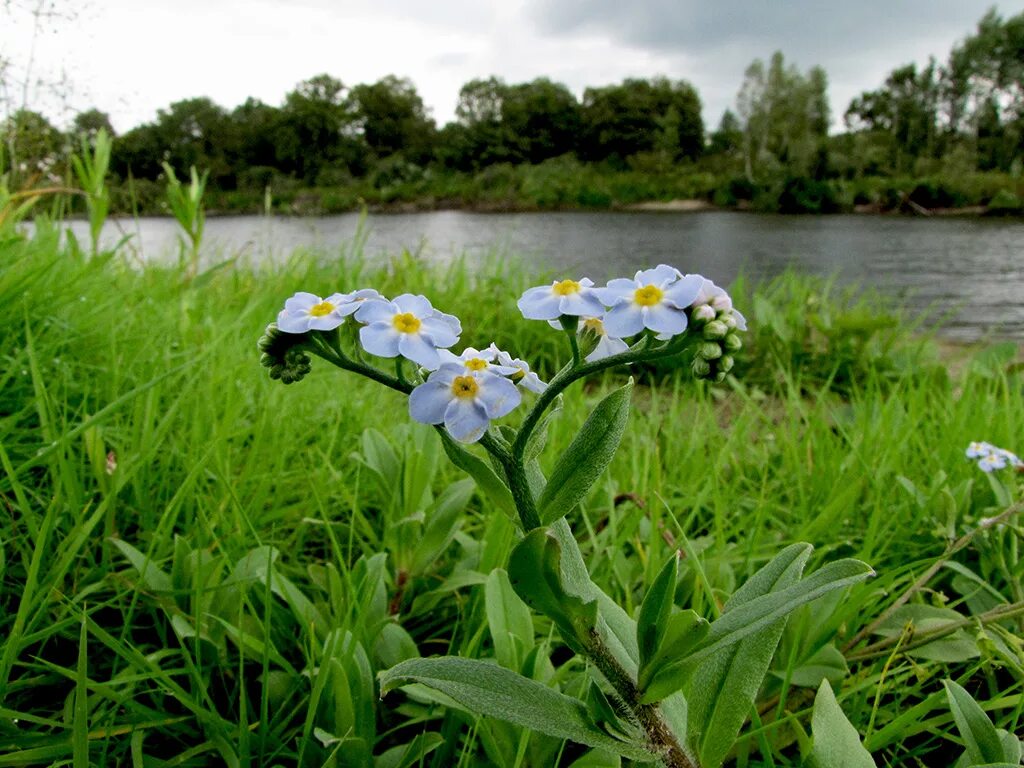 Незабудка Болотная. Незабудка Болотная гигрофит. Незабудка Болотная semperflorens. Водное растение Незабудка Болотная. На берегу лесного ручья растут незабудки