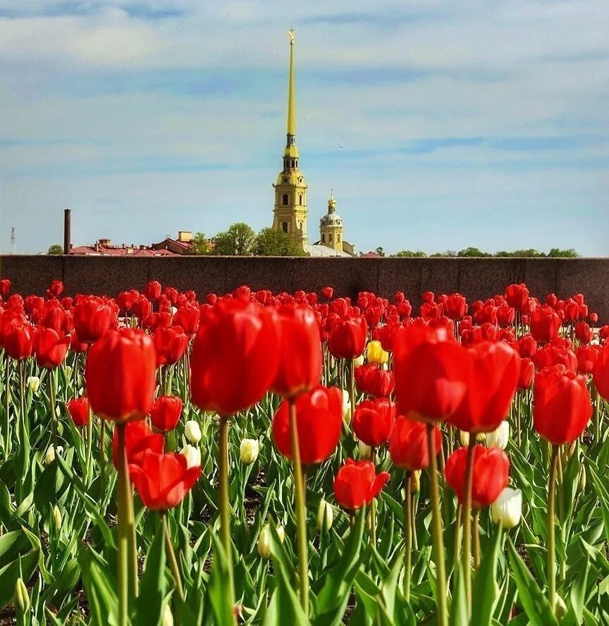 Доставка тюльпанов спб недорого. Saint Petersburg тюльпаны. Марсово поле Санкт-Петербург тюльпаны. Тюльпан саинт Петербург. Тюльпаны в саду.