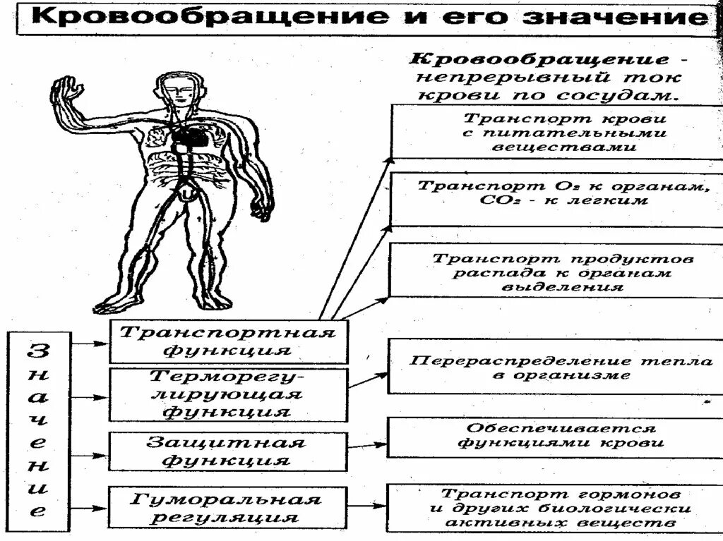 Взаимосвязь систем органов в организме человека. Взаимосвязь систем органов. Системы органов человека схема. Взаимосвязь дыхательной и кровеносной системы схема. Кровеносная система человека шпоры.