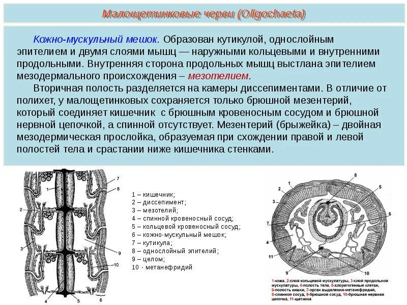 Система малощетинковых червей. Класс Малощетинковые черви строение. Малощетинковые черви строение тела. Строение малощетинкового червя. Тип кольчатые черви Annelida.