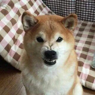 Узкоглазая собака