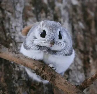 Cute Funny Animals, Japanese Dwarf Flying Squirrel, Flying Squirrel Pet, .....