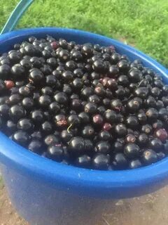 Актаныш бакчачылары