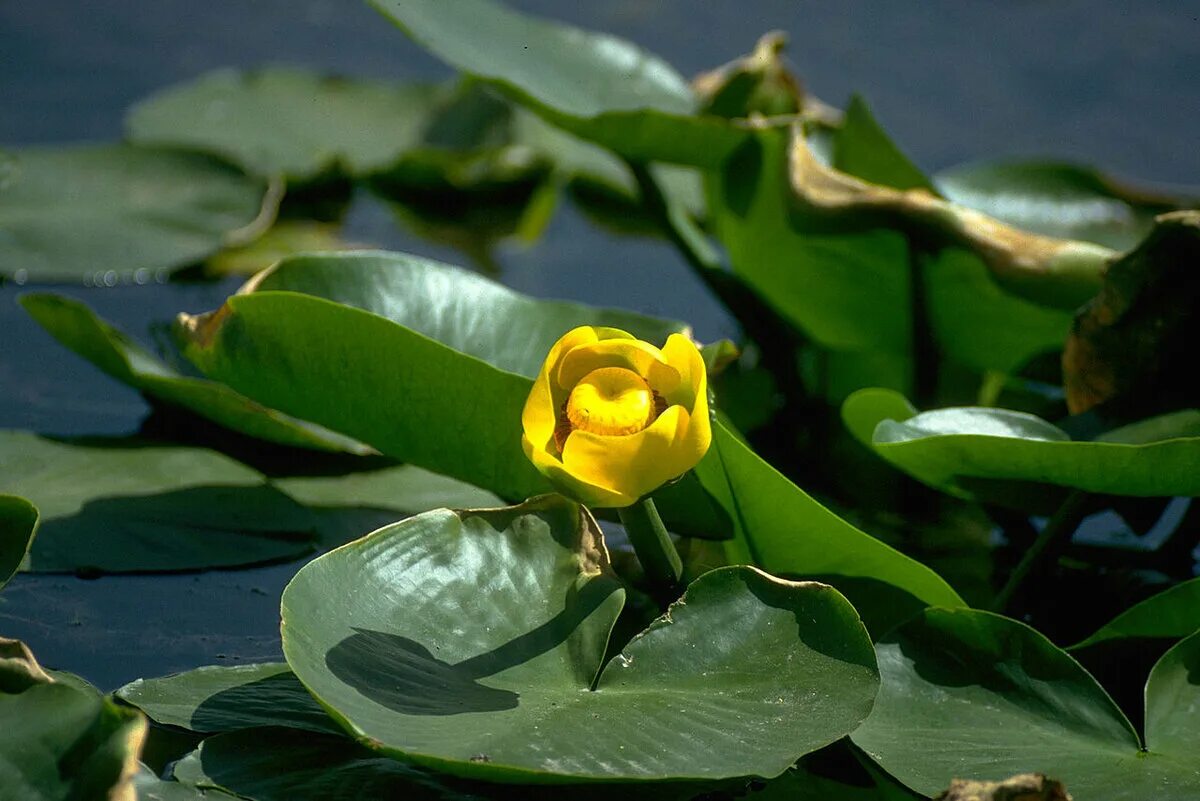 Кубышка (Nuphar). Кубышка желтая (Nuphar lutea). Кубышка малая Nuphar pumila. Кубышка японская Nuphar japonica. Кубышка растет