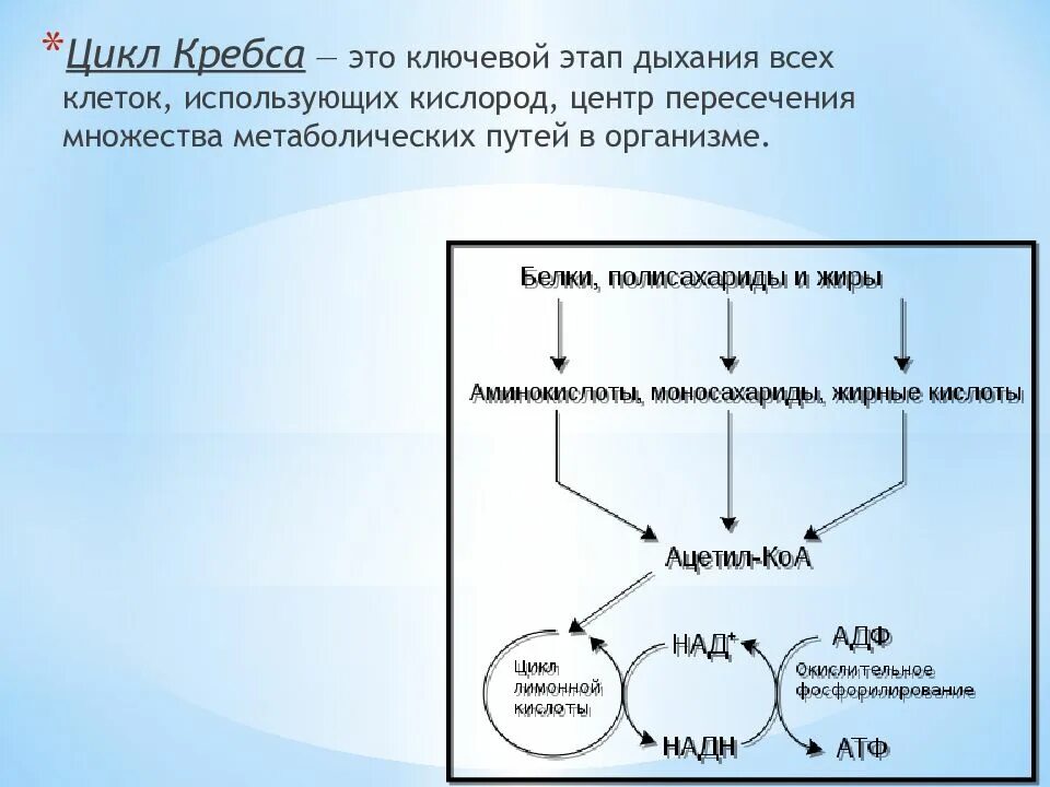 Цикл кребса какой этап. Этапы энергетического обмена цикл кребса. 10 класс биология энергетический обмен цикл кребса. цикл кребса кислородный этап. этапы дыхания цикл кребса.