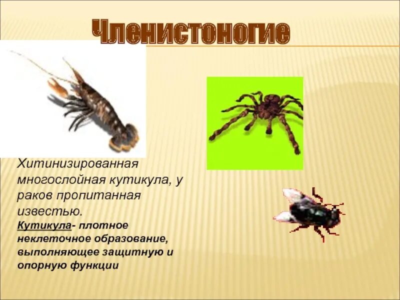 Самый многочисленный класс типа членистоногие. Покровы членистоногих хитин. Наружный скелет хитиновый покров членистоногих. Хитиновый покров класс ракообразные. Отделы тела членистоногих.