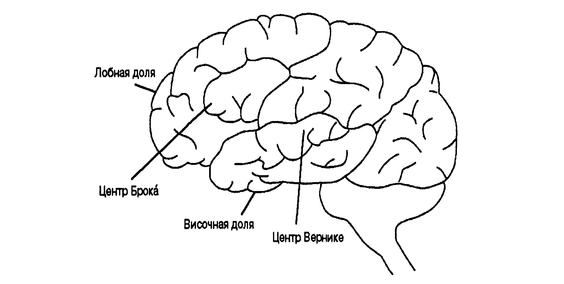 Центр речи в мозге человека. Центры Брока и Вернике в головном мозге. Речевые центры. Зона Брока. Зона Вернике. Схема головного мозга зона Брока. Мозг центр Брока и Вернике.