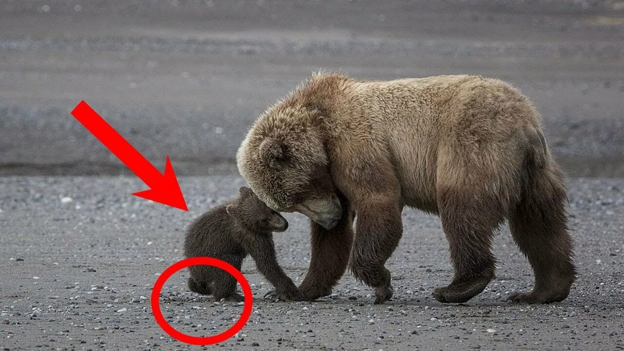 Включи кот и медведь. Медведь и Медведица. Брачные игры медведей. Настоящий медведь. Человек несет медведя.