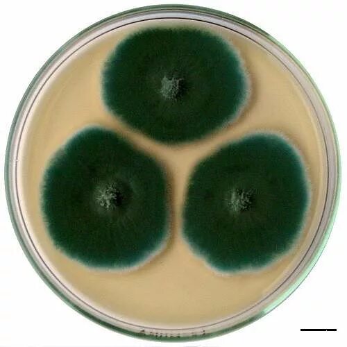 Плесень флеминга. Пенициллин (Penicillium). Зеленая плесень пенициллиум. Penicillium roqueforti колонии. Зелёная плесень это пенициллин.