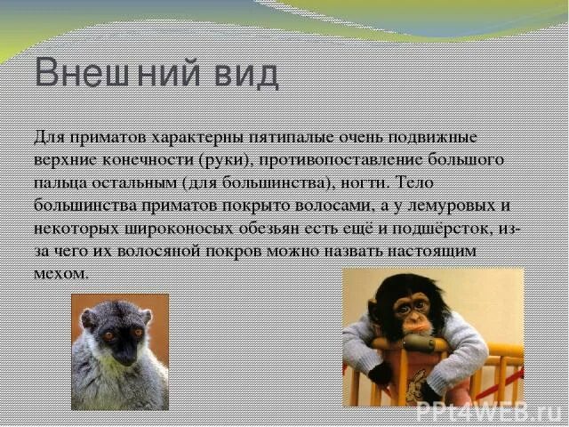 Волосяной Покров приматов. Что характерно для приматов. Тело обезьяны покрыто волосами. Отсутствует волосяного Покрова у человека и приматов.