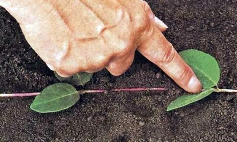 Можно ли укоренить клематис. Жимолость каприфоль размножение черенками. черенкуем клематисы. клематис размножение отводками. жимолость каприфоль размножение.