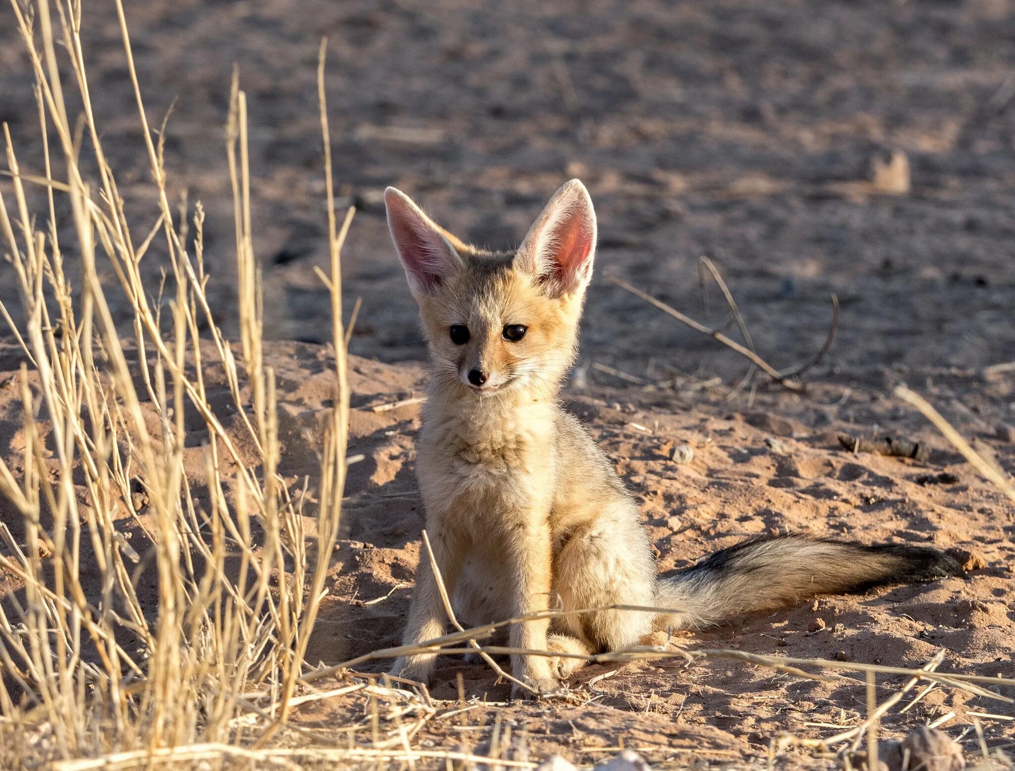 Южноафриканская большеухая лисица. Южноафриканская лисица Vulpes chama. Песчаная лисица Рюппеля. Афганская лисица.