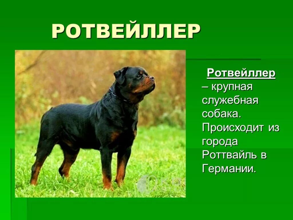 Проект про домашних животных собака. Собака друг человека презентация. Собака во дворе. Собака для презентации. Проект про собак.