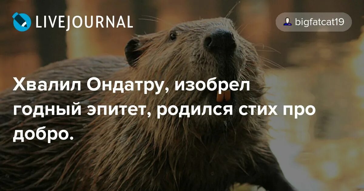 Bigfatcat19 livejournal. Bigfatcat19. Bigfatcat19 Мурманск. Бигфеткет19 ЖЖ. Бигфаткат19 ЖЖ.