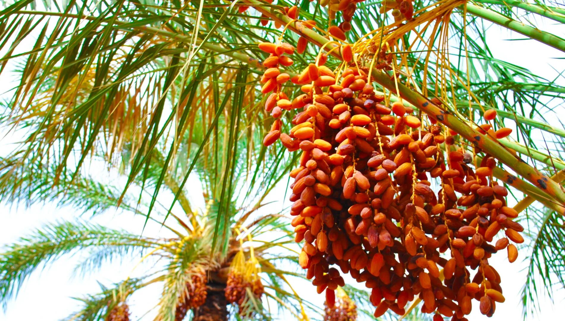 бесплатный финик. бесплатный финик. финик королевский пальма. королевские финики алжир. финиковая пальма плоды.