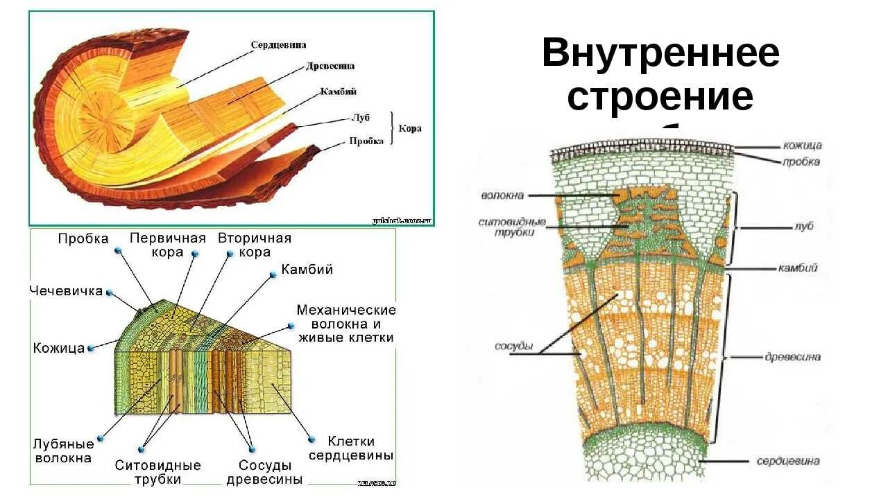 Сердцевина многолетнего стебля у растений выполняет функцию. Строение стебля дерева на поперечном срезе. Внутреннее строение стебля древесина. Поперечный срез древесного стебля рисунок. Схема поперечного разреза стебля древесного растения.